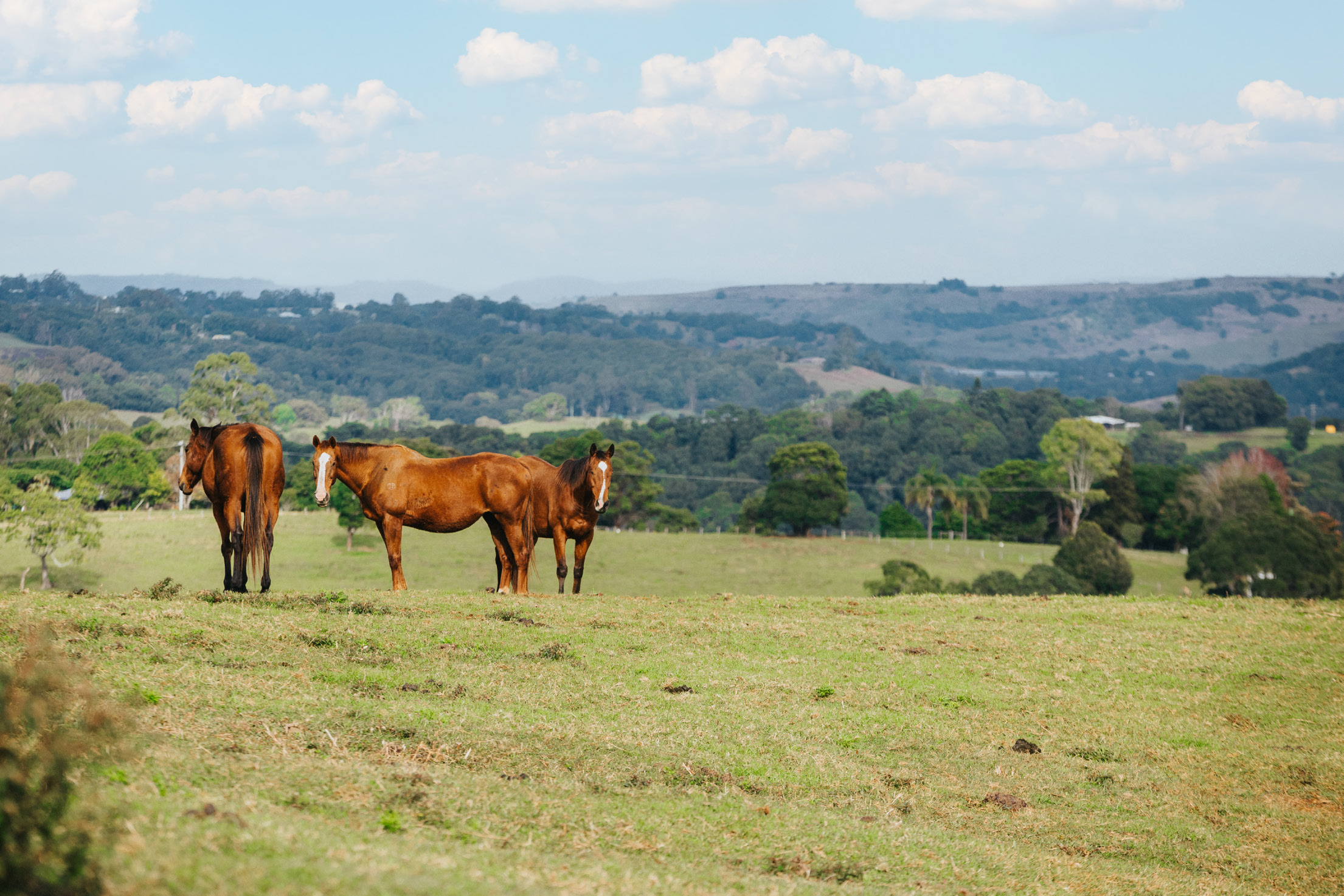 horses grazing